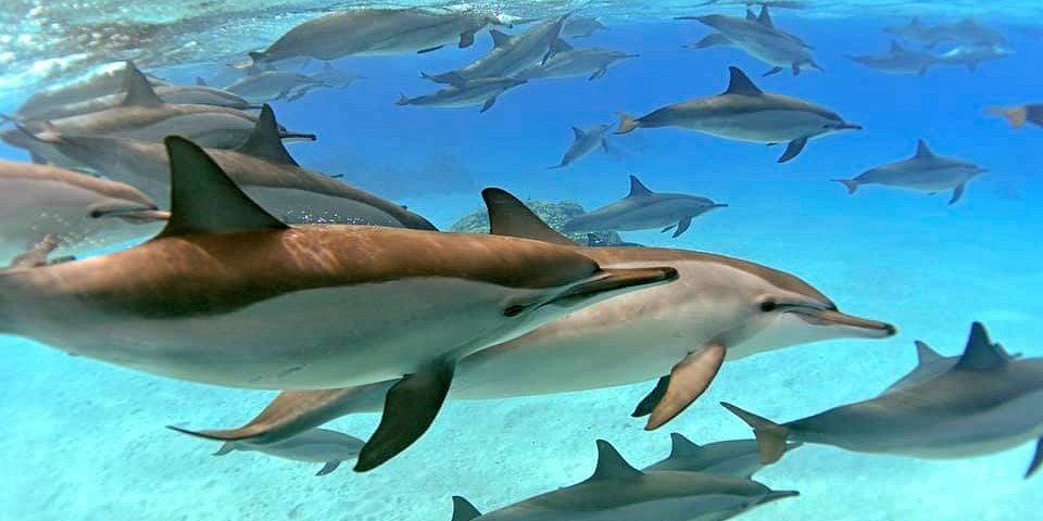 Marsa Allam What to See: Top Attractions & Natural Wonders